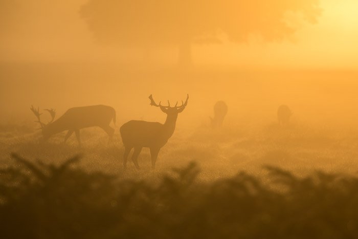 foto brumosa de un grupo de ciervos