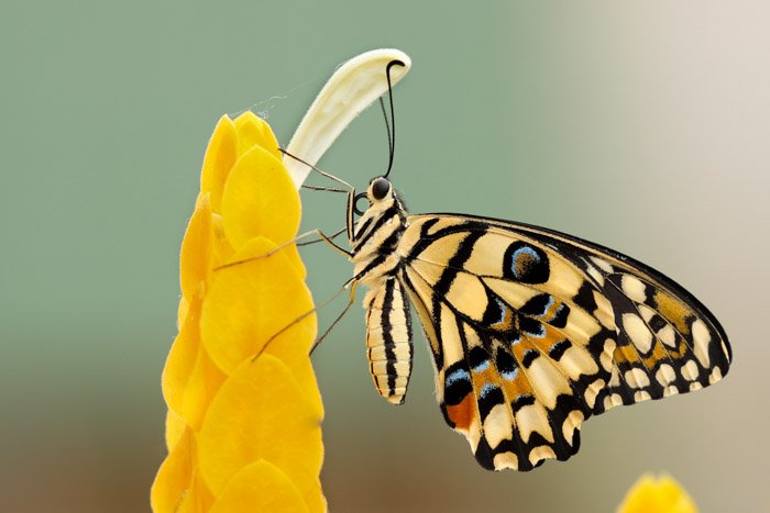 Fotografía macro de una mariposa