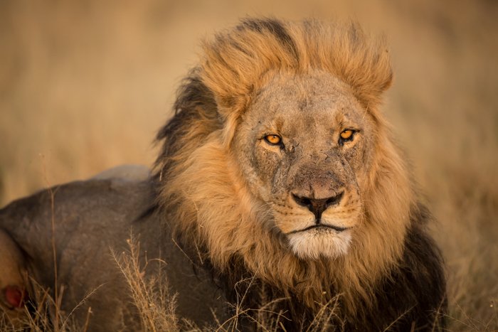 Un retrato de un león